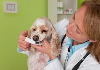 berkshires vet pet friendly veterinarian in MA