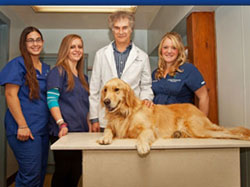 animal medical clinic berkshires Great Barrington